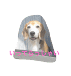 ビーグル犬ピースくん（個別スタンプ：7）