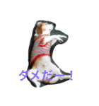 ビーグル犬ピースくん（個別スタンプ：10）