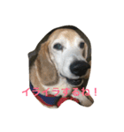 ビーグル犬ピースくん（個別スタンプ：11）