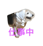 ビーグル犬ピースくん（個別スタンプ：12）