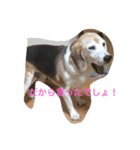ビーグル犬ピースくん（個別スタンプ：13）
