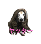 ビーグル犬ピースくん（個別スタンプ：15）