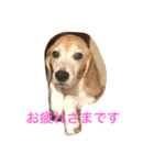 ビーグル犬ピースくん（個別スタンプ：16）