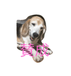 ビーグル犬ピースくん（個別スタンプ：17）