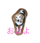 ビーグル犬ピースくん（個別スタンプ：18）