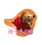 ビーグル犬ピースくん（個別スタンプ：19）