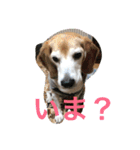 ビーグル犬ピースくん（個別スタンプ：20）