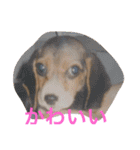 ビーグル犬ピースくん（個別スタンプ：21）