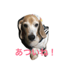 ビーグル犬ピースくん（個別スタンプ：23）