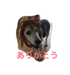 ビーグル犬ピースくん（個別スタンプ：25）