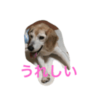 ビーグル犬ピースくん（個別スタンプ：26）