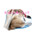 ビーグル犬ピースくん（個別スタンプ：29）