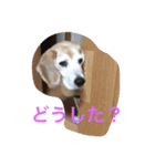 ビーグル犬ピースくん（個別スタンプ：31）