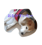 ビーグル犬ピースくん（個別スタンプ：32）