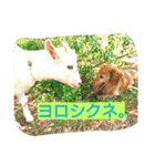 花いちばんファミリー2（個別スタンプ：7）
