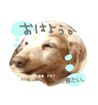 花いちばんファミリー2（個別スタンプ：9）