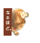 花いちばんファミリー2（個別スタンプ：13）