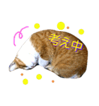 ウニフクボンカイ（個別スタンプ：1）