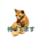 ウニフクボンカイ（個別スタンプ：10）