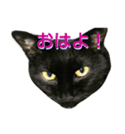 ウニフクボンカイ（個別スタンプ：13）
