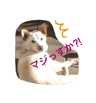 梅助のキモチ（個別スタンプ：3）