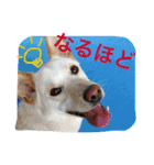 梅助のキモチ（個別スタンプ：15）