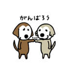 ゴールデンレトリバークンタとサラ日常会話（個別スタンプ：12）