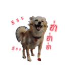 Ban3Ha（個別スタンプ：5）