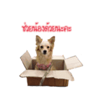 Ban3Ha（個別スタンプ：11）
