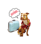 Ban3Ha（個別スタンプ：18）