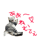 たけらいふ（個別スタンプ：1）
