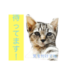 たけらいふ（個別スタンプ：2）