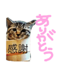 たけらいふ（個別スタンプ：5）