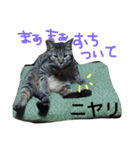 たけらいふ（個別スタンプ：6）