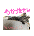 たけらいふ（個別スタンプ：11）