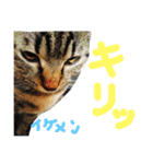たけらいふ（個別スタンプ：12）