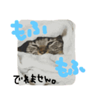 たけらいふ（個別スタンプ：19）