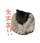 たけらいふ（個別スタンプ：21）