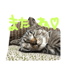 たけらいふ（個別スタンプ：24）