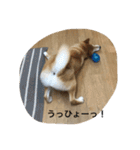 柴犬の空（個別スタンプ：4）