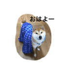 柴犬の空（個別スタンプ：6）