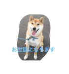 柴犬の空（個別スタンプ：21）