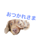 RAMU'S STAMP（個別スタンプ：8）