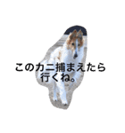 ぼくのパンとカニ（個別スタンプ：1）