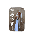ぼくのパンとカニ（個別スタンプ：9）