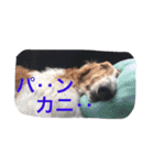 ぼくのパンとカニ（個別スタンプ：11）