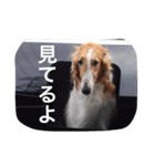 ぼくのパンとカニ（個別スタンプ：12）