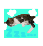 優しいしまねこスタンプ（個別スタンプ：3）