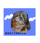 優しいしまねこスタンプ（個別スタンプ：4）
