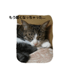 優しいしまねこスタンプ（個別スタンプ：5）